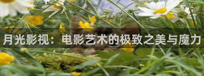 麦田影视下载：月光影视：电影艺术的极致之美与魔力