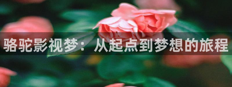 麦田影院最新版本下载：骆驼影视梦：从起点到梦想的旅程